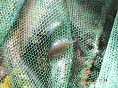 Eubranchipus neglectus