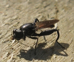 Chalcosyrphus