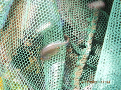 Eubranchipus neglectus