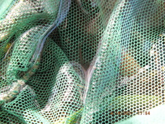 Eubranchipus neglectus