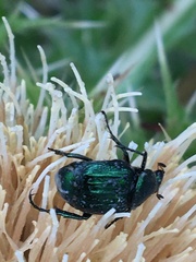 Trichiotinus lunulatus