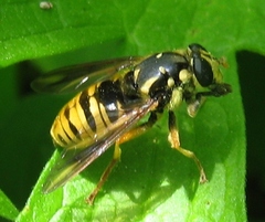 Temnostoma alternans