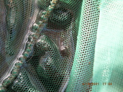 Eubranchipus neglectus