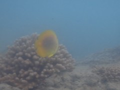 Chaetodon aureofasciatus