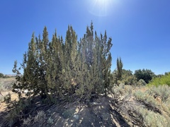 Juniperus californica