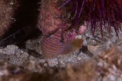 Aspasmogaster tasmaniensis