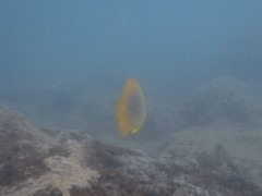 Chaetodon aureofasciatus