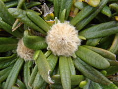 Oldenburgia paradoxa