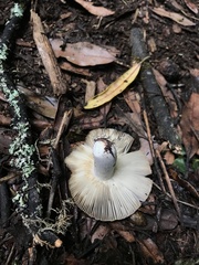 Russula vinaceocuticulata