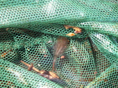 Eubranchipus neglectus