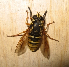 Temnostoma alternans