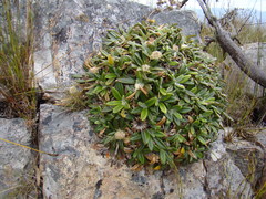 Oldenburgia paradoxa