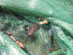 Eubranchipus neglectus