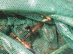 Eubranchipus neglectus