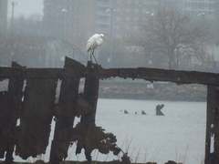Ardea alba