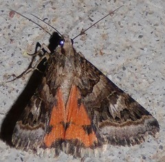Drasteria mirifica