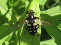 Sericomyia lata