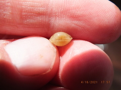 Sphaerium occidentale