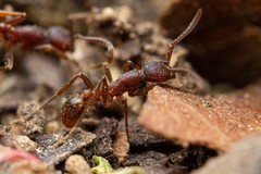 Neivamyrmex nigrescens
