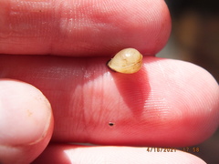 Sphaerium occidentale