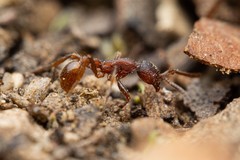 Neivamyrmex nigrescens