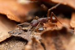 Neivamyrmex nigrescens