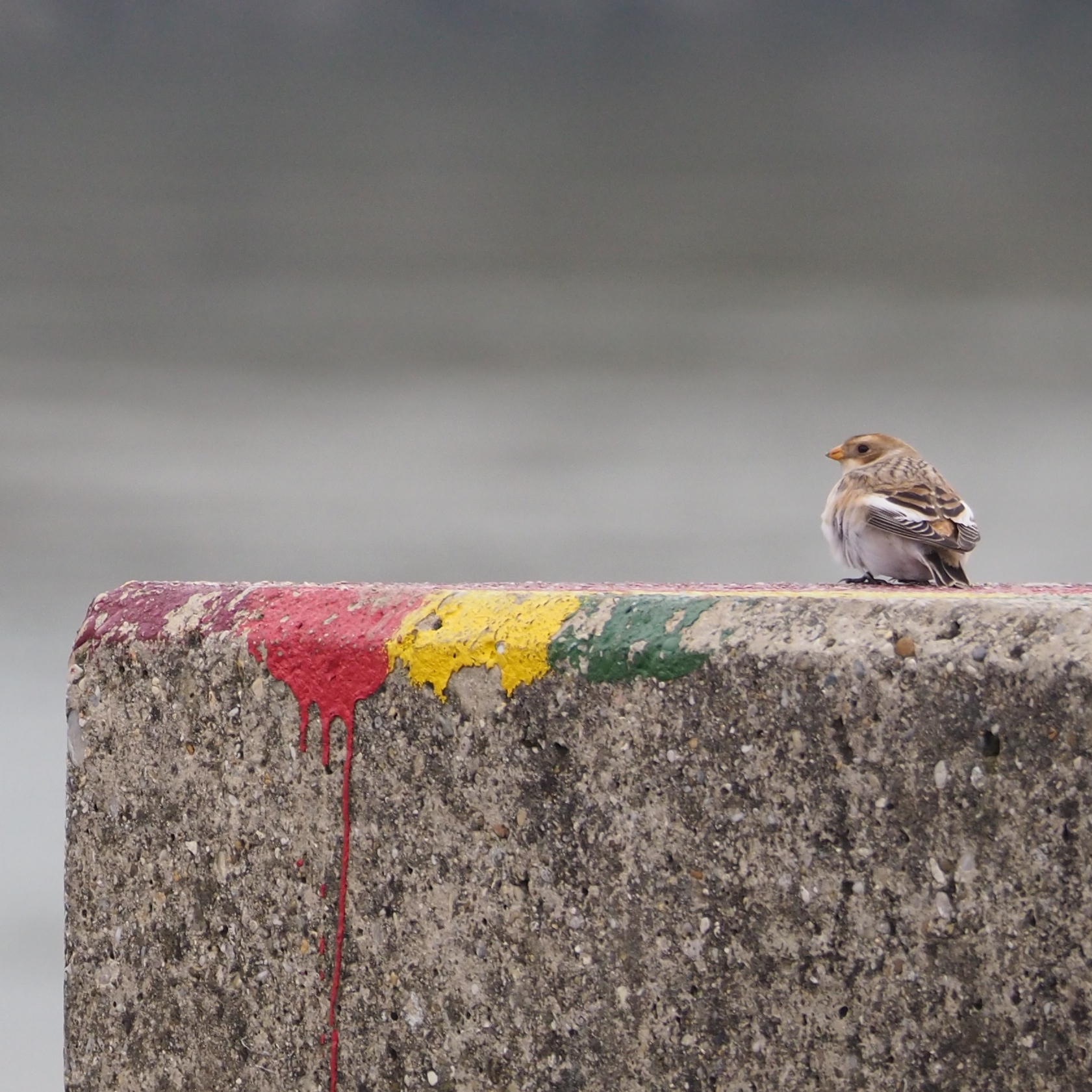 Snow Bunting