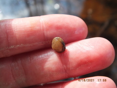 Sphaerium occidentale