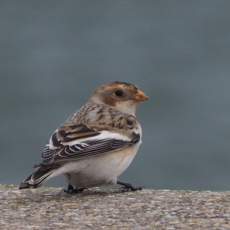 Snow Bunting