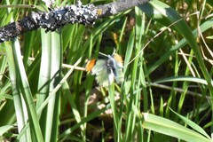 Anthocharis julia flora