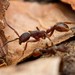 Black Legionary Ant - Photo (c) Jake N., some rights reserved (CC BY), uploaded by Jake N.