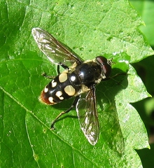 Sericomyia lata