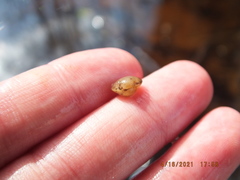 Sphaerium occidentale