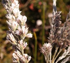 Amphithalea intermedia