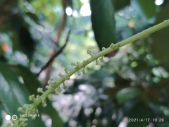 Baccaurea brevipes