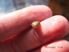 Sphaerium occidentale