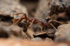 Neivamyrmex nigrescens