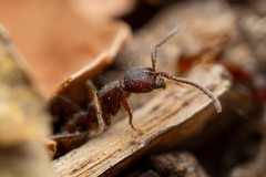 Neivamyrmex nigrescens