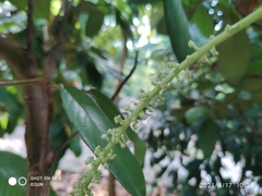 Baccaurea brevipes