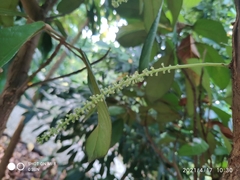 Baccaurea brevipes