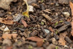 Neivamyrmex nigrescens