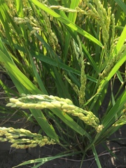 Oryza sativa