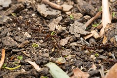 Neivamyrmex nigrescens