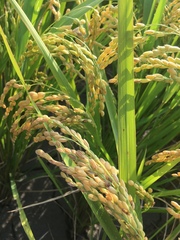 Oryza sativa