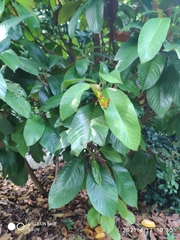 Baccaurea brevipes