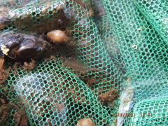 Eubranchipus neglectus