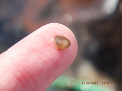 Sphaerium occidentale