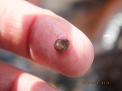 Sphaerium occidentale