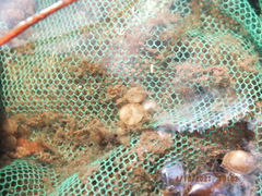 Sphaerium occidentale