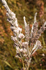 Amphithalea intermedia